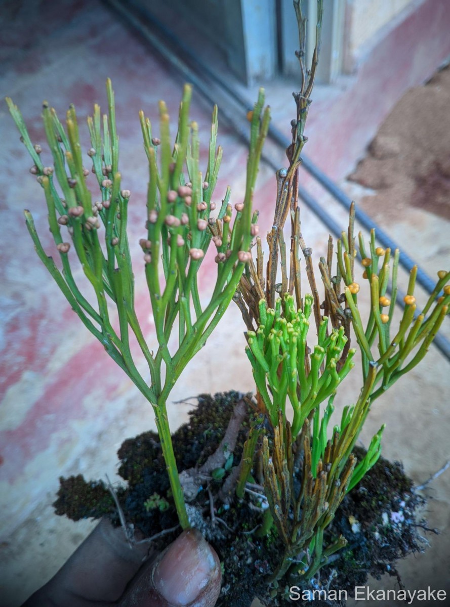 Psilotum nudum  (L.) P.Beauv.